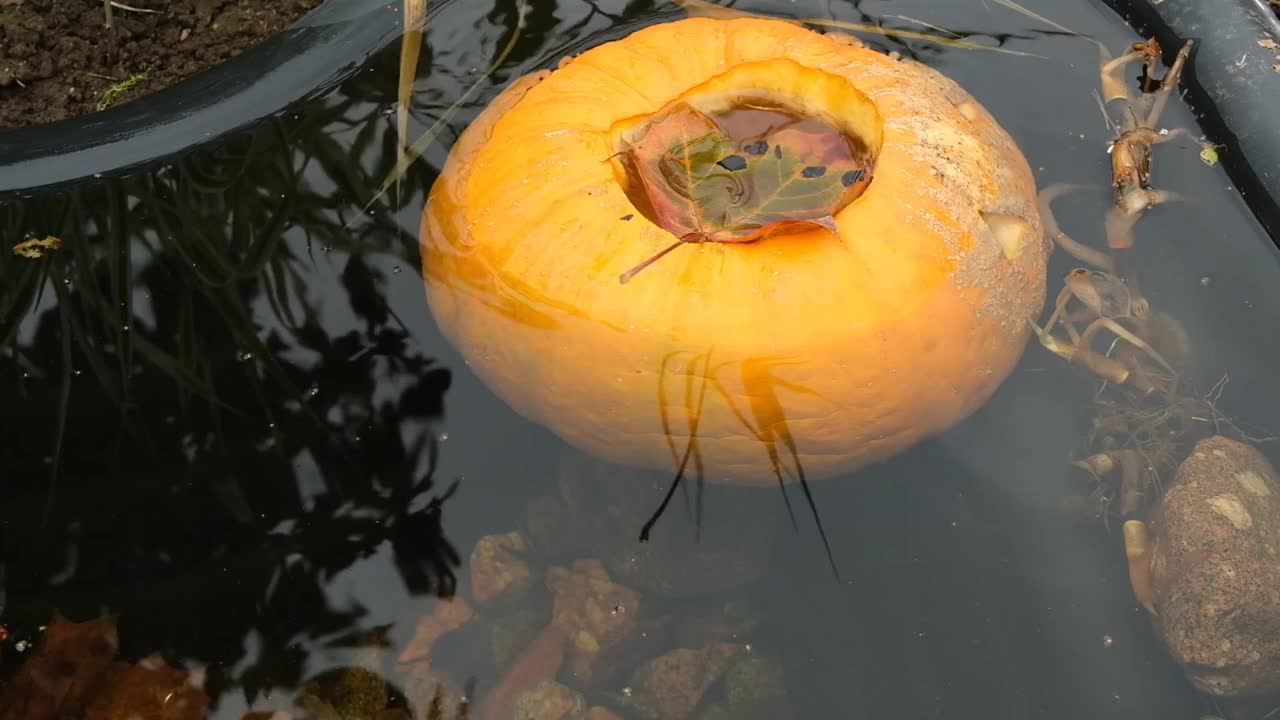 万圣节南瓜漂浮在池塘的水下。视频素材