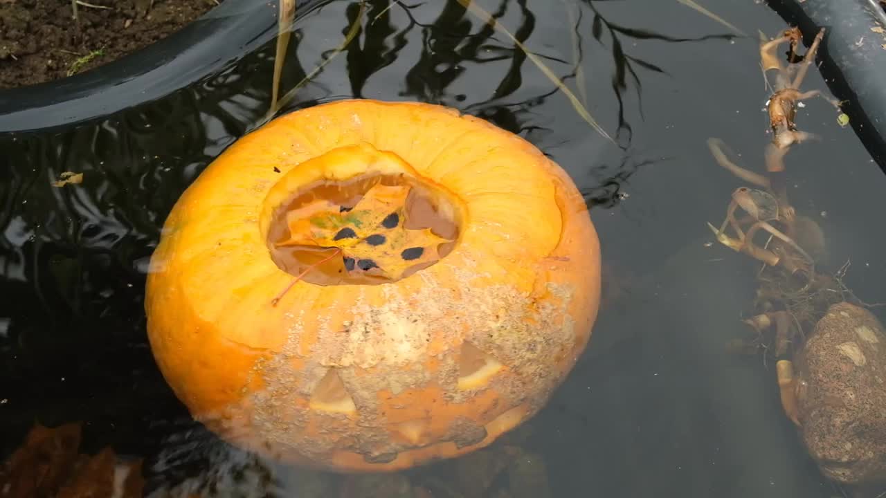 万圣节南瓜漂浮在池塘的水下。视频素材