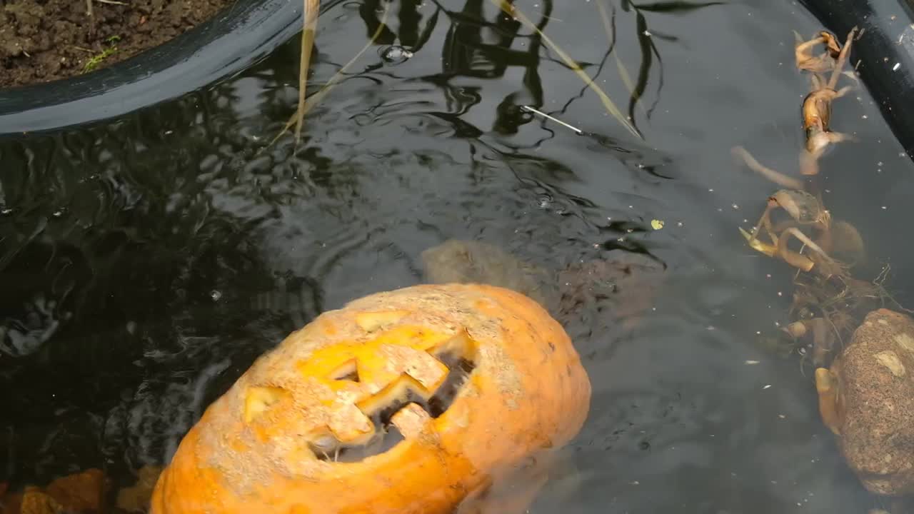 万圣节南瓜漂浮在池塘的水下。视频素材