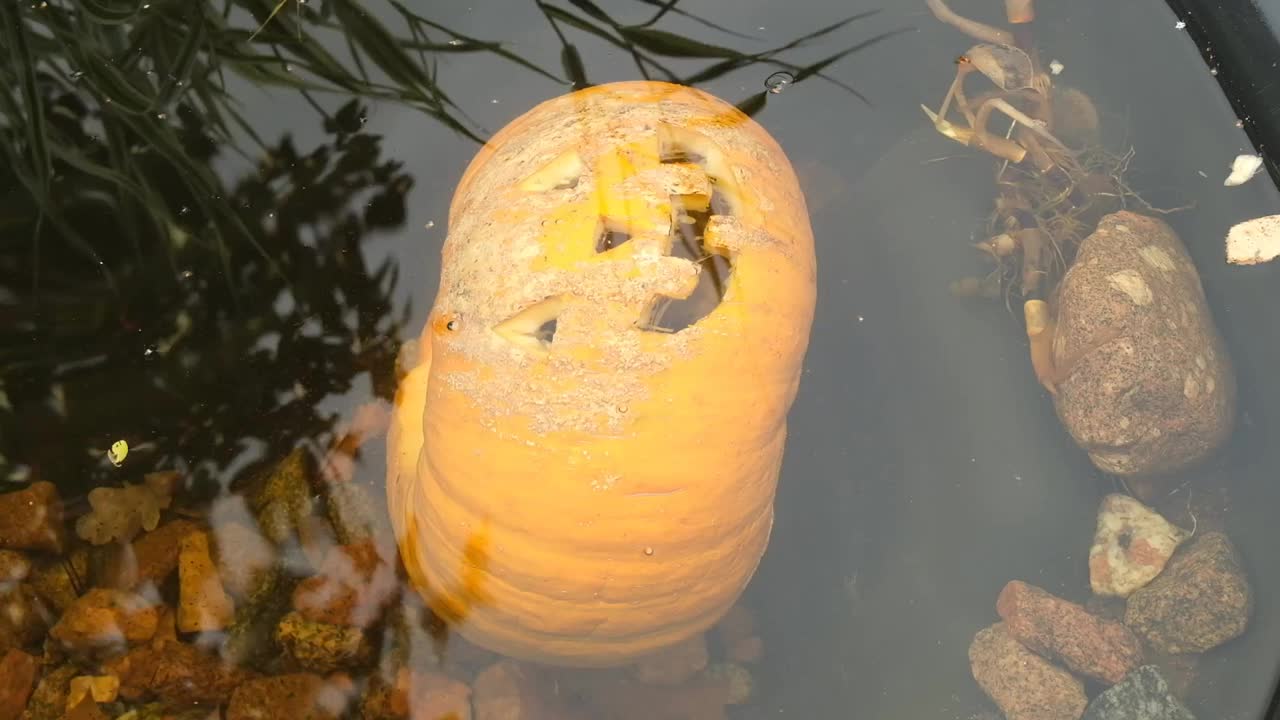 万圣节南瓜漂浮在池塘的水下。视频素材