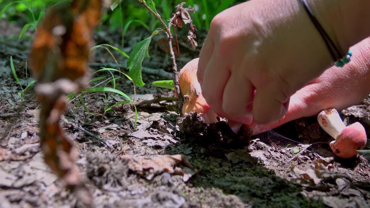 采摘蘑菇的女人的手视频素材