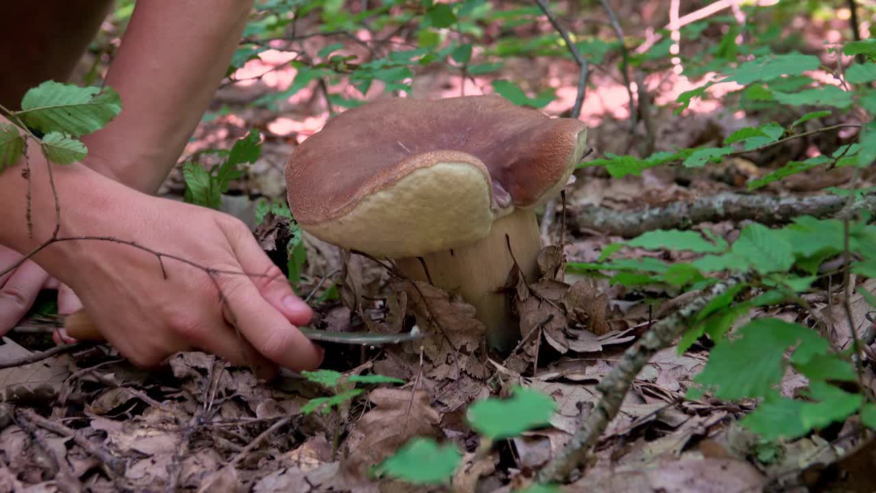 采摘蘑菇的女人的手视频素材