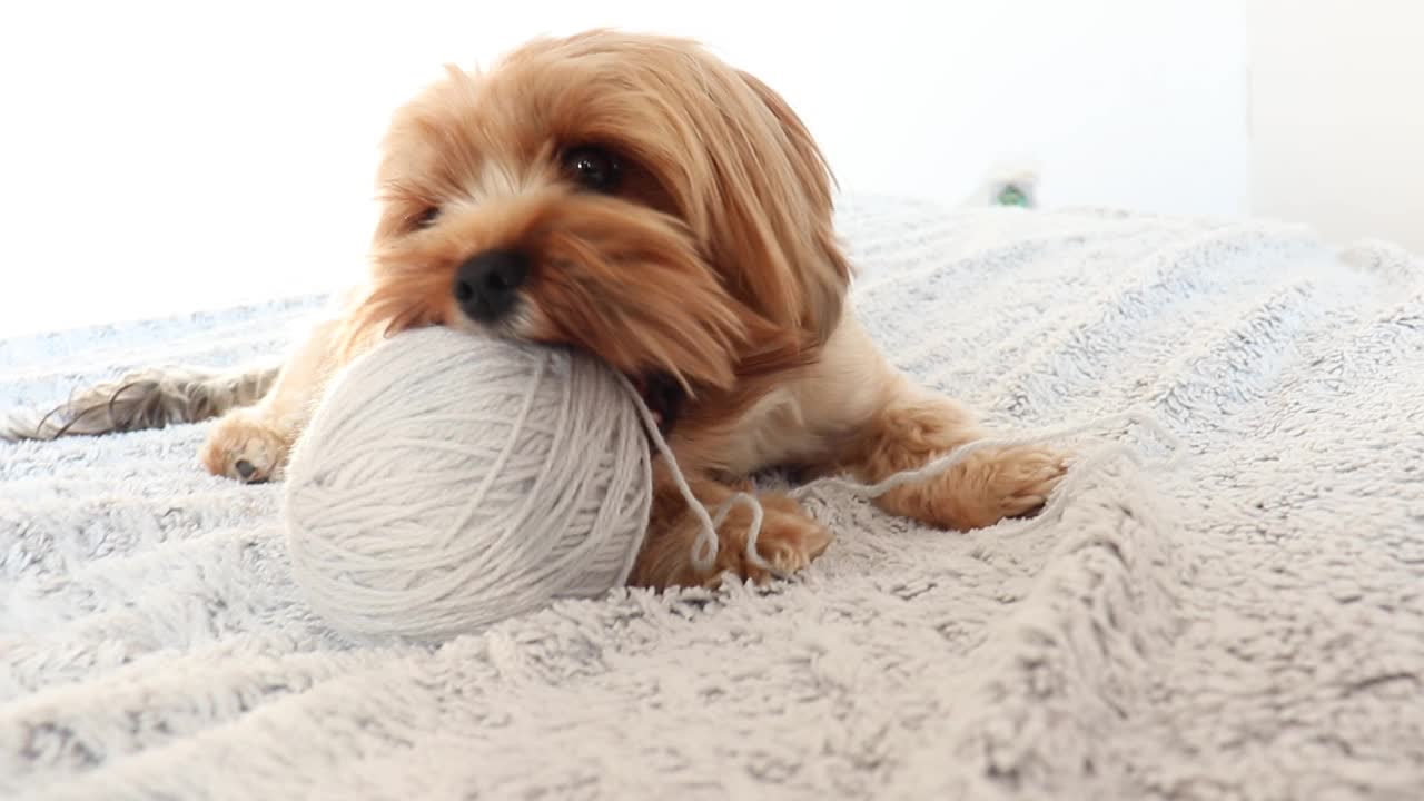 一只约克郡小猎犬在床上玩耍。视频素材