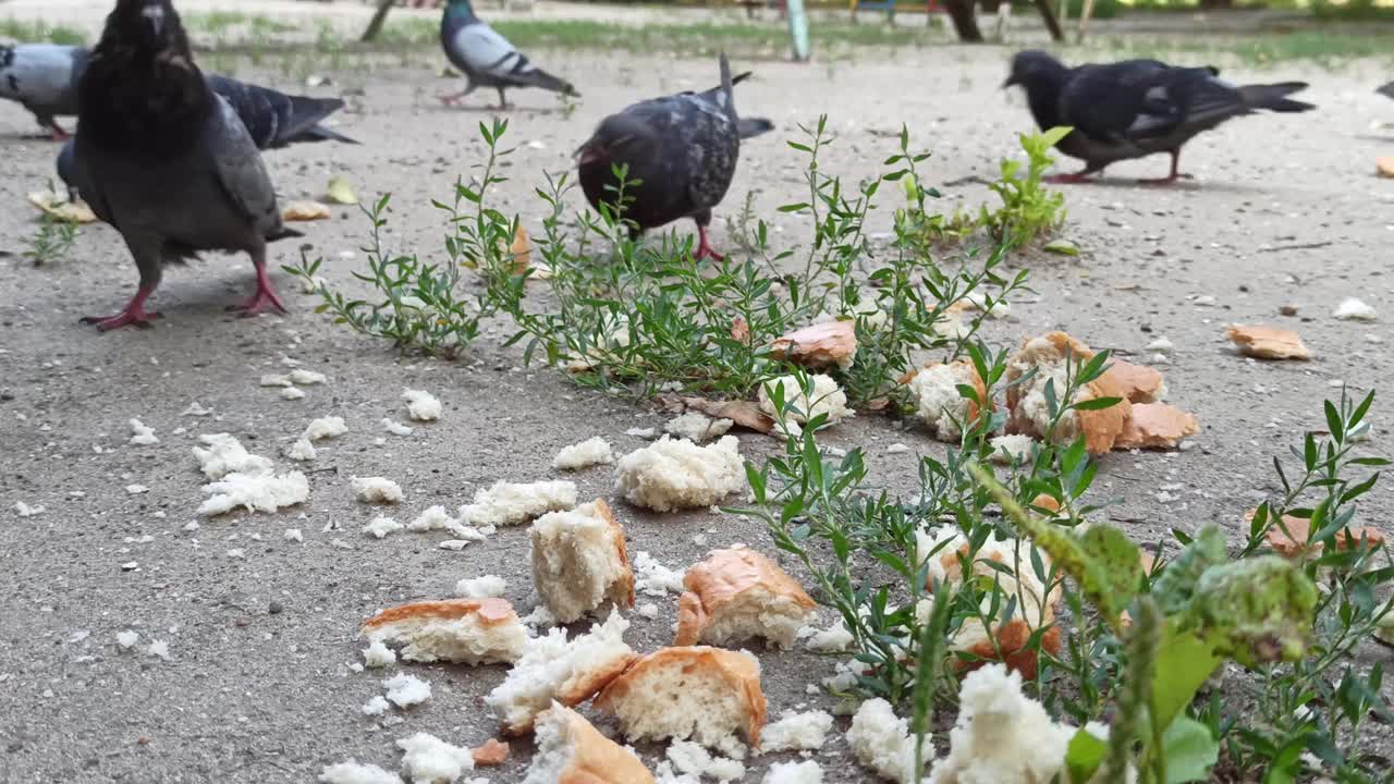 用面包片喂一小群城市鸽子视频素材