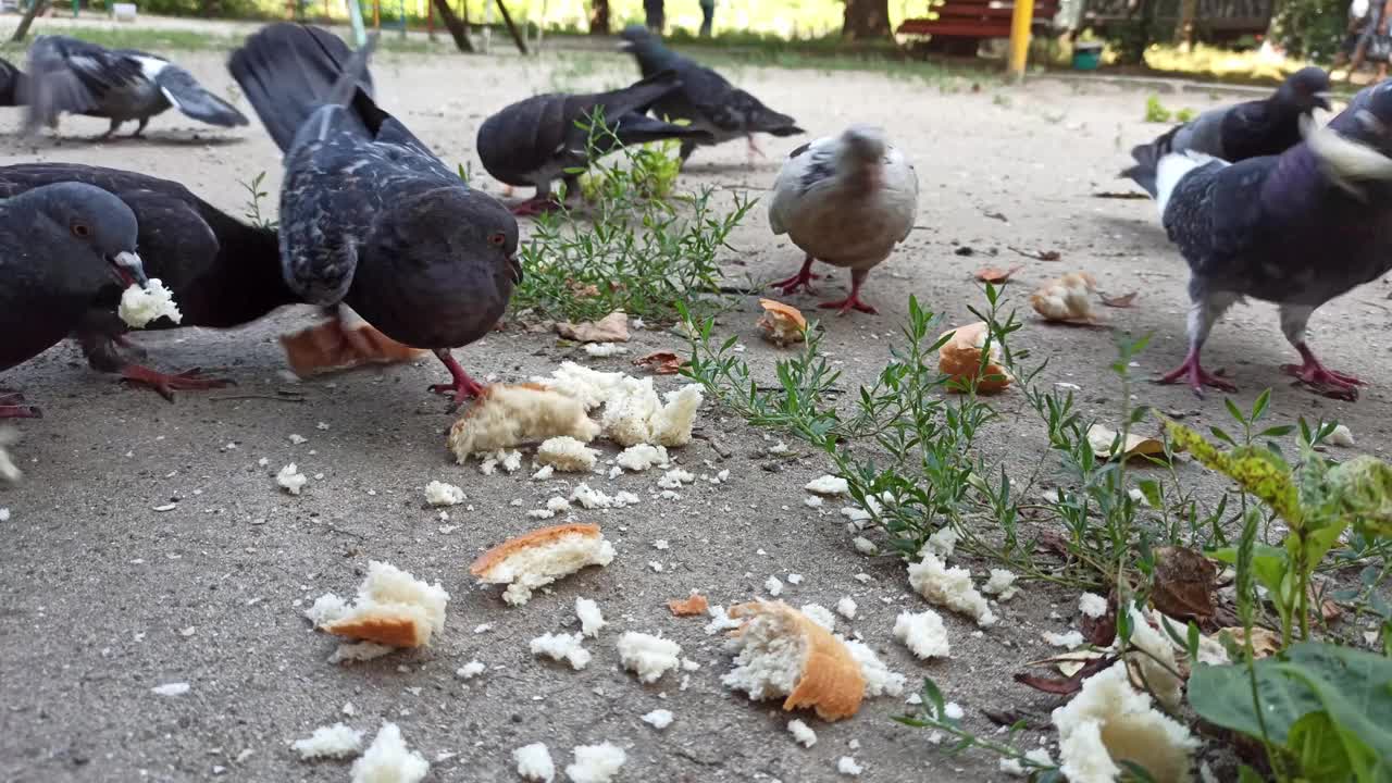 用面包片喂一小群城市鸽子视频素材