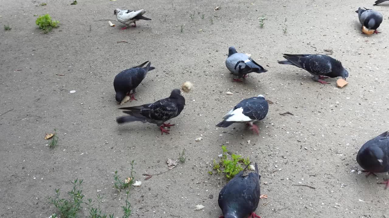 用面包片喂一小群城市鸽子视频素材