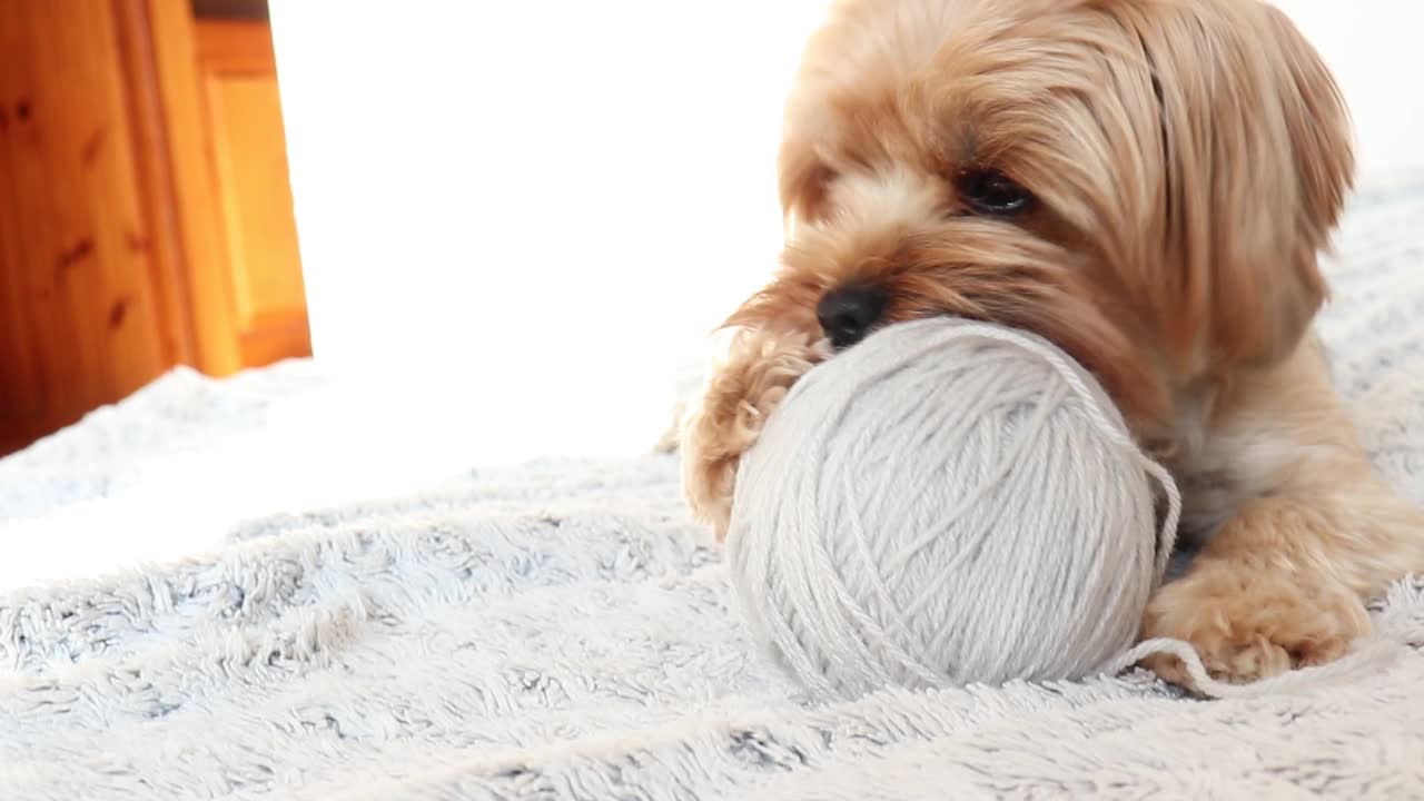 一只约克郡小猎犬在床上玩耍。视频素材