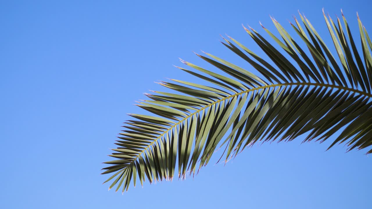 棕榈树映衬着蓝天。海滩上的棕榈树。美丽的热带背景。棕榈树的顶端映衬着晴朗的天空。普罗雷斯的4k视频视频素材