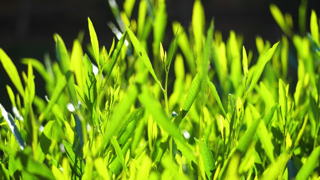 新鲜的绿草用露珠剪辑，露珠在绿草上的镜头，雨滴在绿草上的视频。特写镜头4 k视频素材