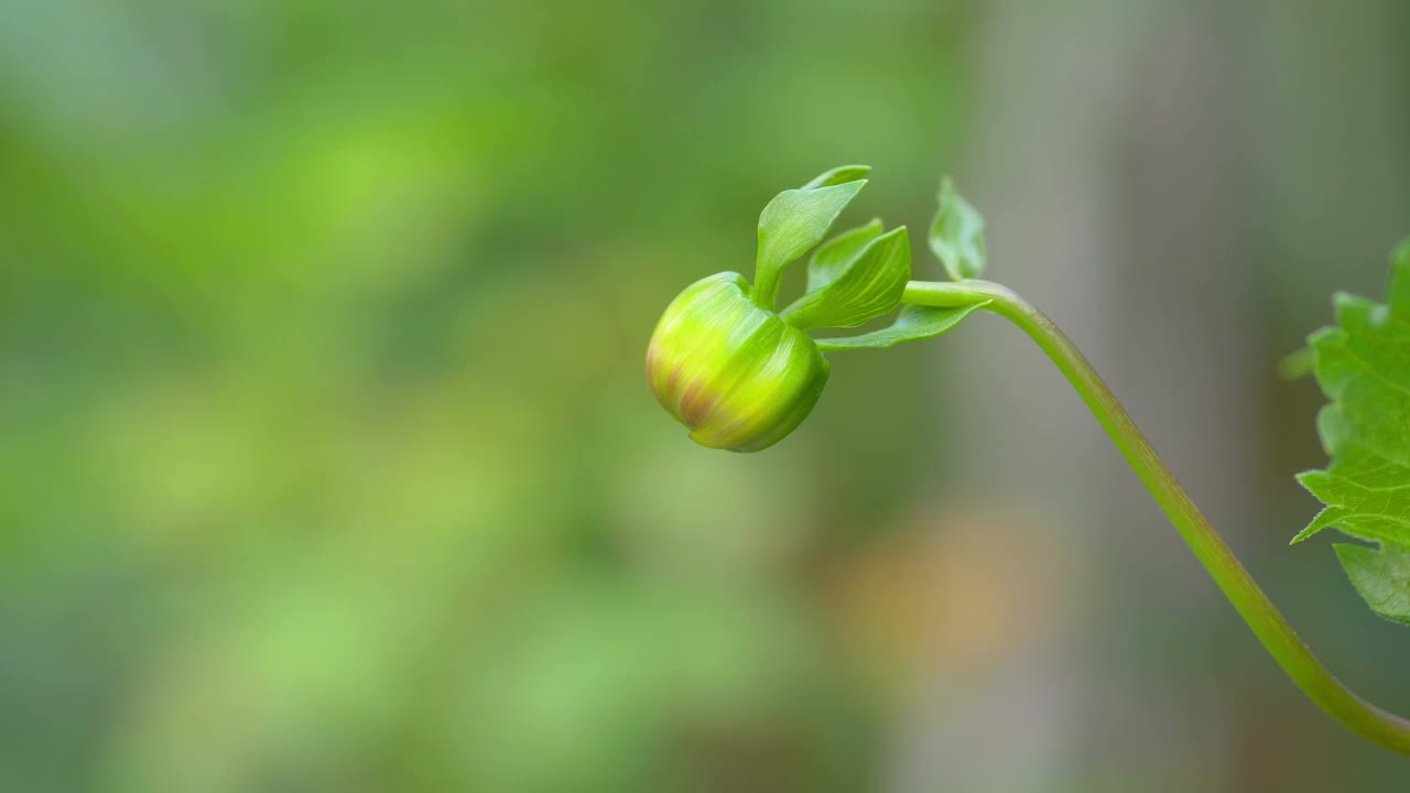 花园中的花朵背景4k慢镜头60帧视频素材