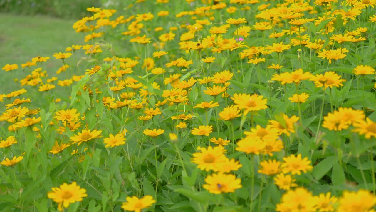 花园中的花朵背景4k慢镜头60帧视频素材