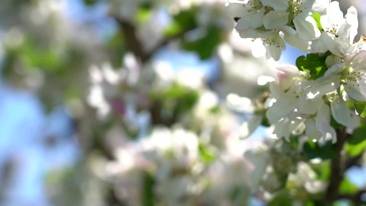 相思的花朵。特写镜头。相思的花朵视频素材