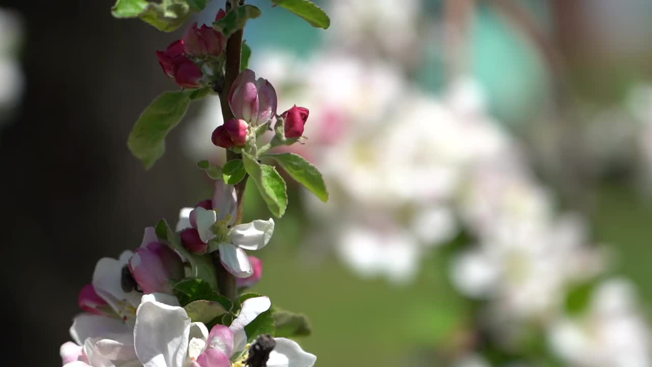 相思的花朵。相思的花朵。重新调整。春季和夏季。日光视频素材