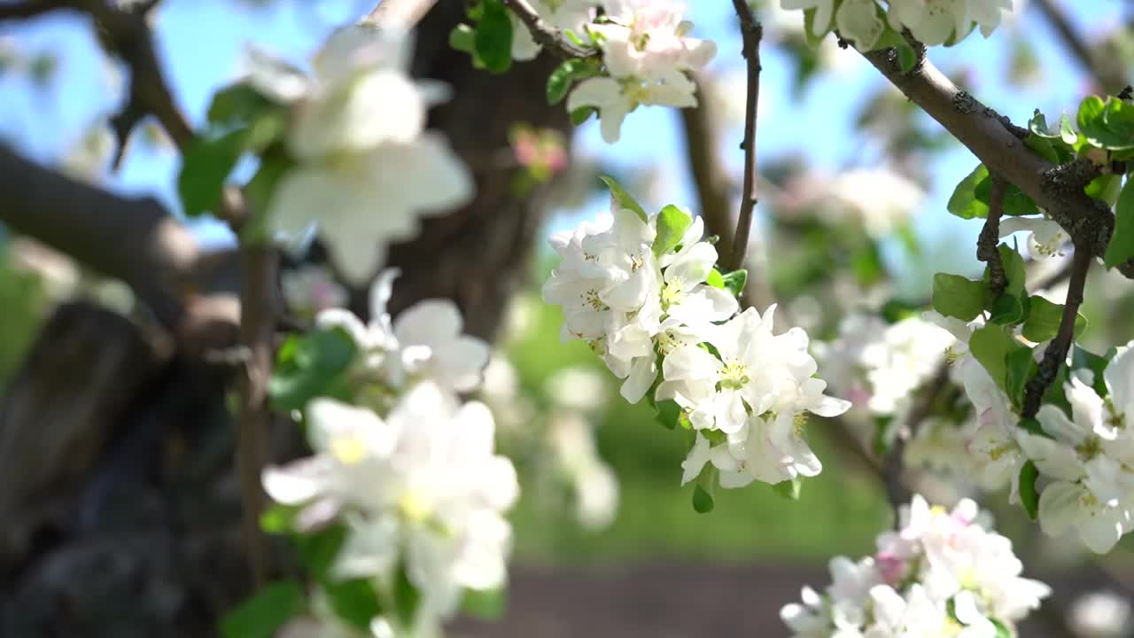 金合欢在春天开花。盛开的相思。特写镜头视频素材