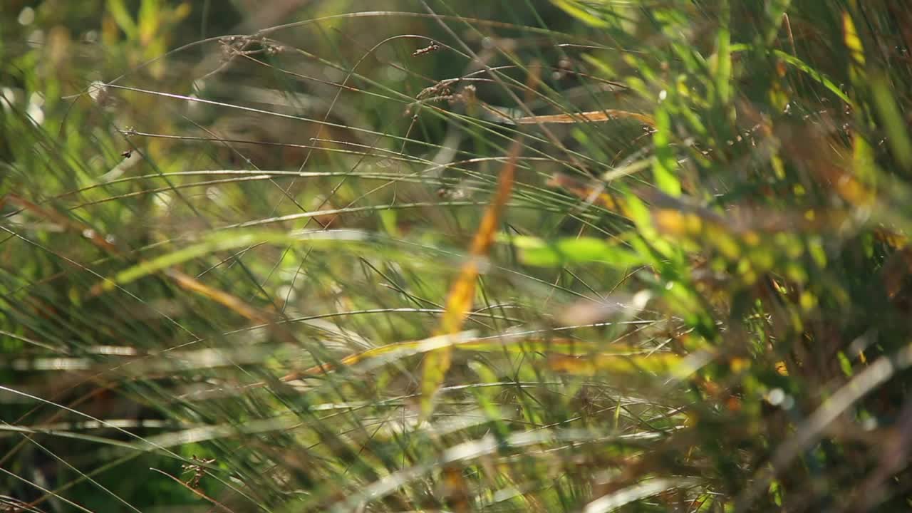 高草在风中飞舞的特写镜头视频素材