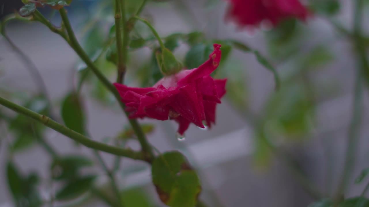 花园中玫瑰在雨中的特写镜头。情人节的背景。露丝在雨中淋湿了视频素材