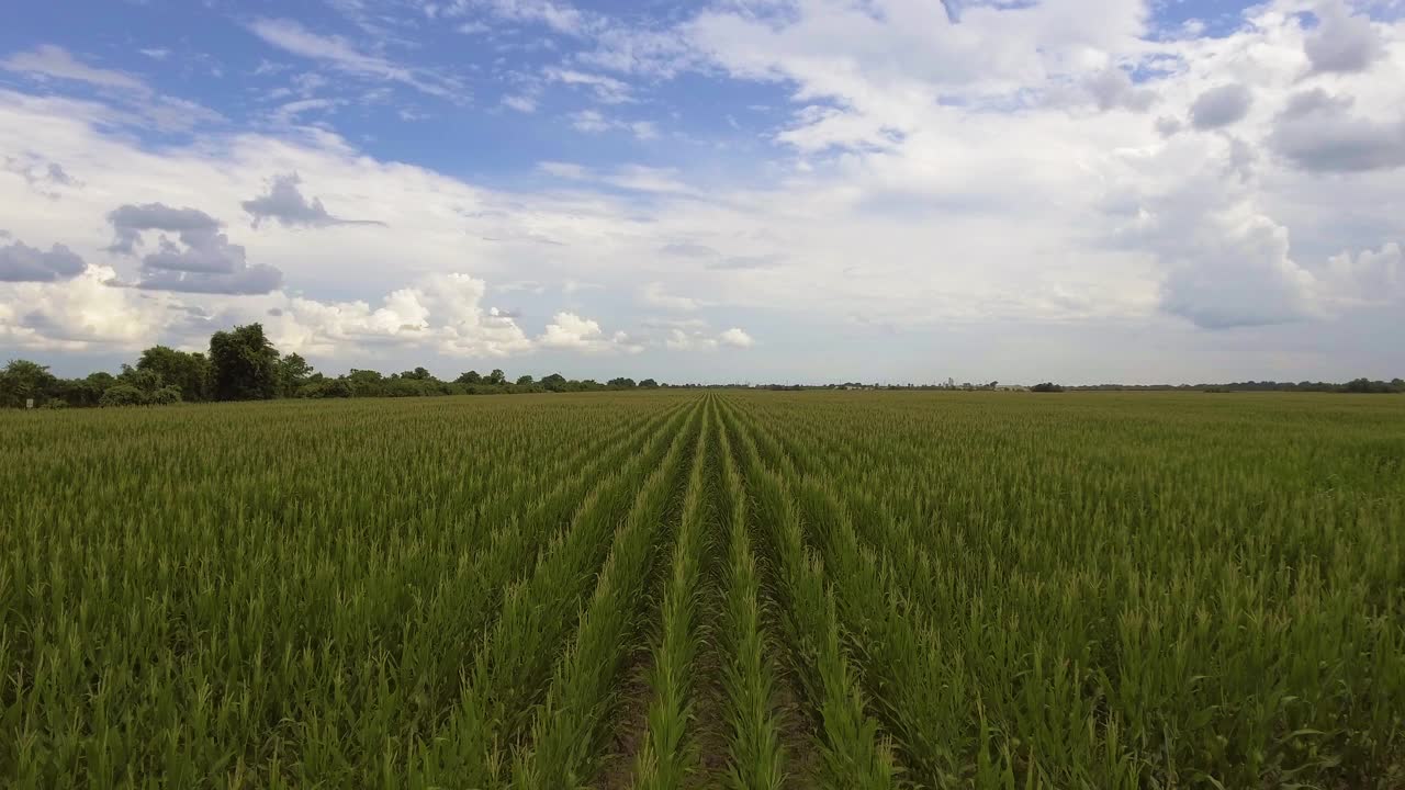 玉米田，德克萨斯州，美国视频素材