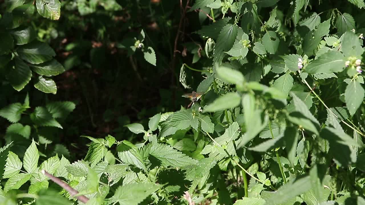 喀尔巴阡山脉的动植物群视频素材