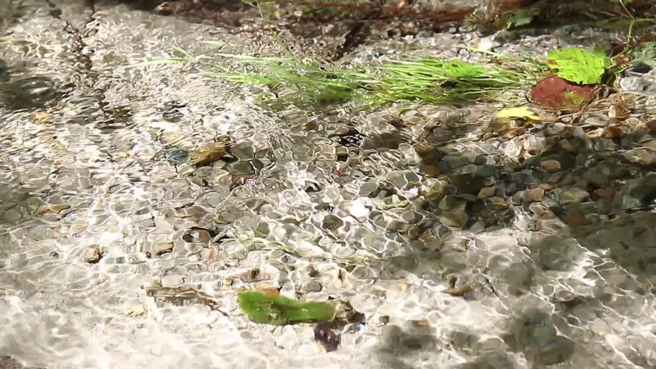 喀尔巴阡山脉的动植物群视频素材