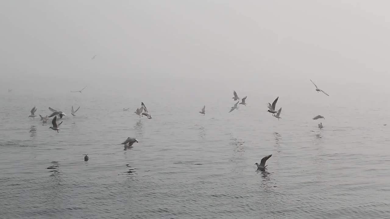 海鸥和雾视频素材