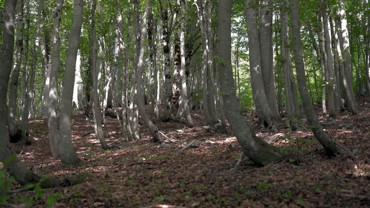 游客徒步旅行者背着背包和徒步杆在山林中行走。视频下载