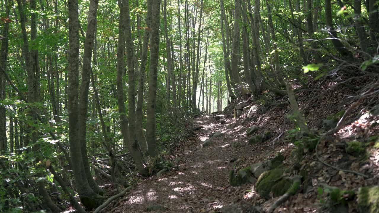 游客徒步旅行者背着背包和徒步杆在山林中行走。视频素材