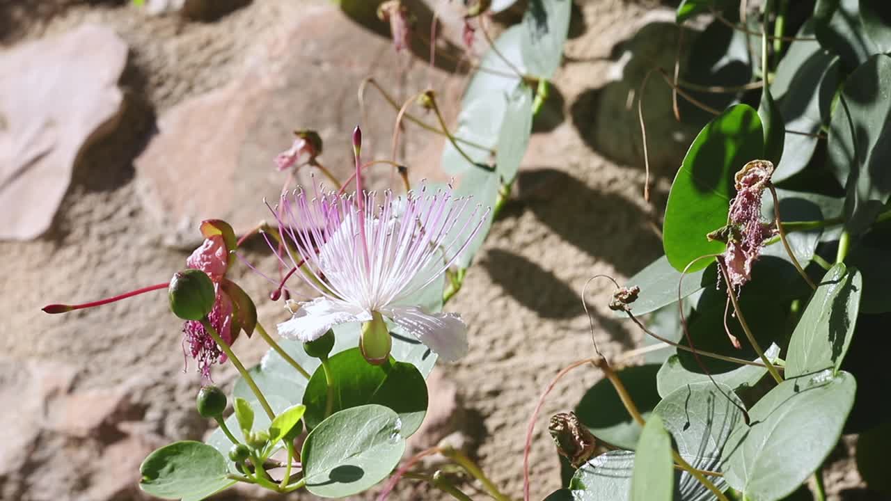 开花刺山柑植物关闭视频素材