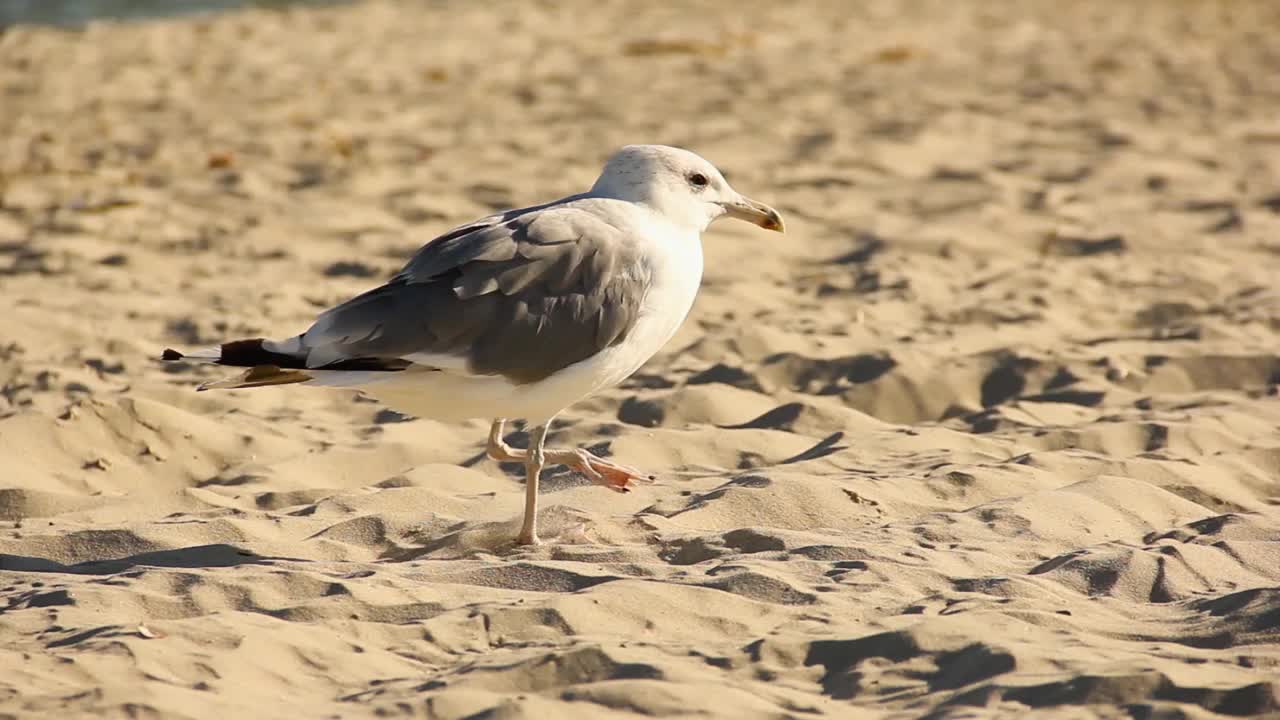 海鸥。Larus argentatus。海鸥在海边。鸟视频视频素材