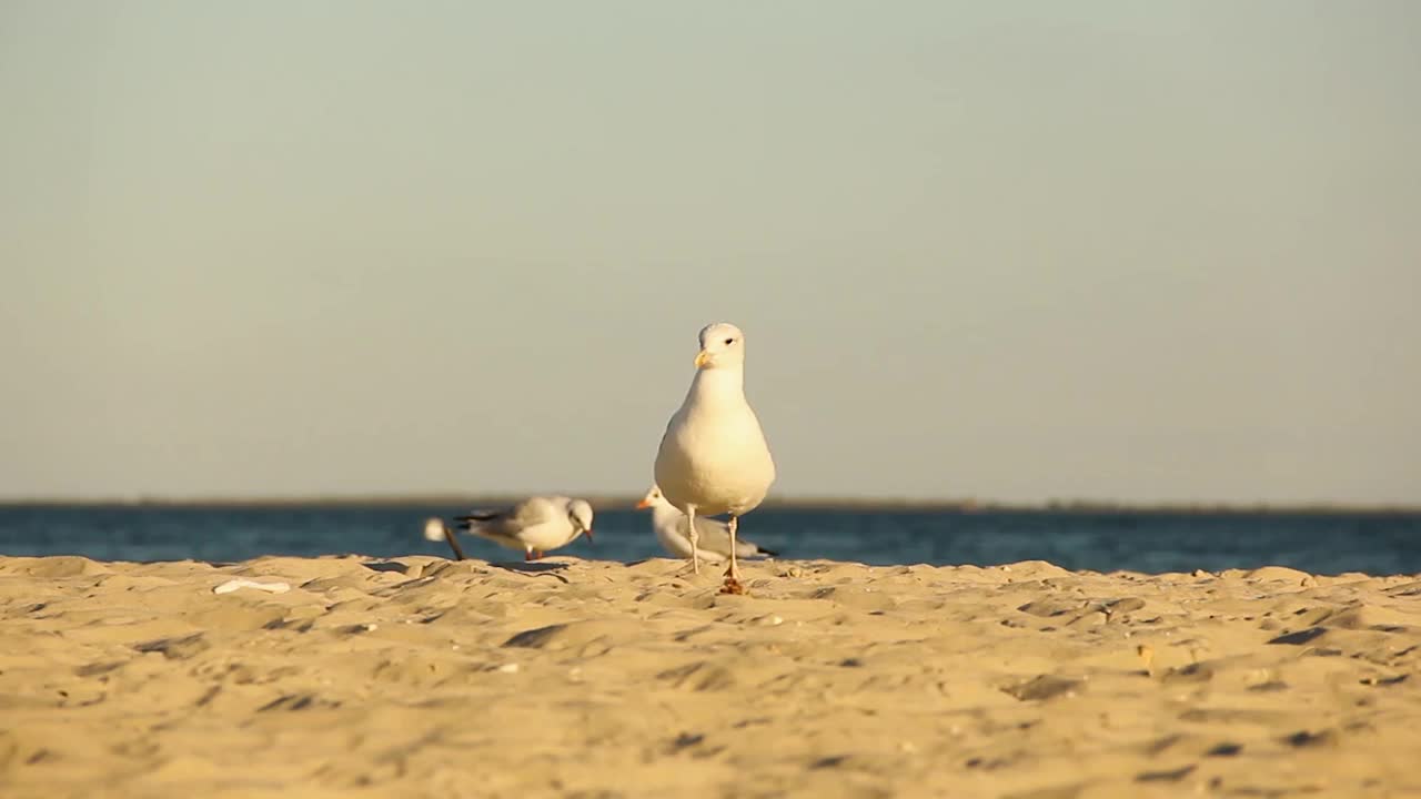 海鸥。Larus argentatus。海鸥在海边。鸟视频视频素材