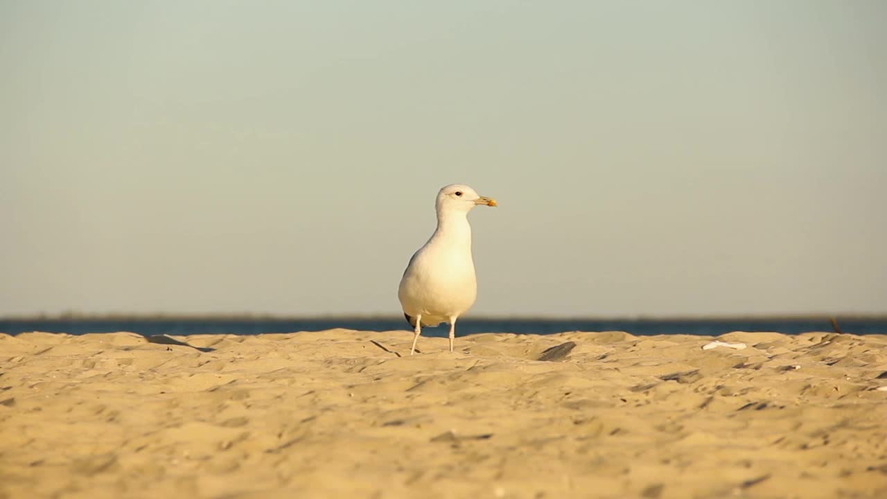 海鸥。Larus argentatus。海鸥在海边。鸟视频视频素材