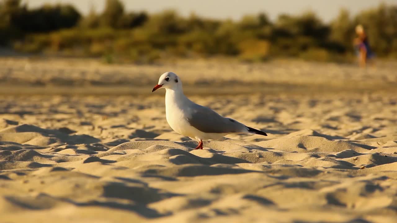 海鸥。Larus argentatus。海鸥在海边。鸟视频视频素材