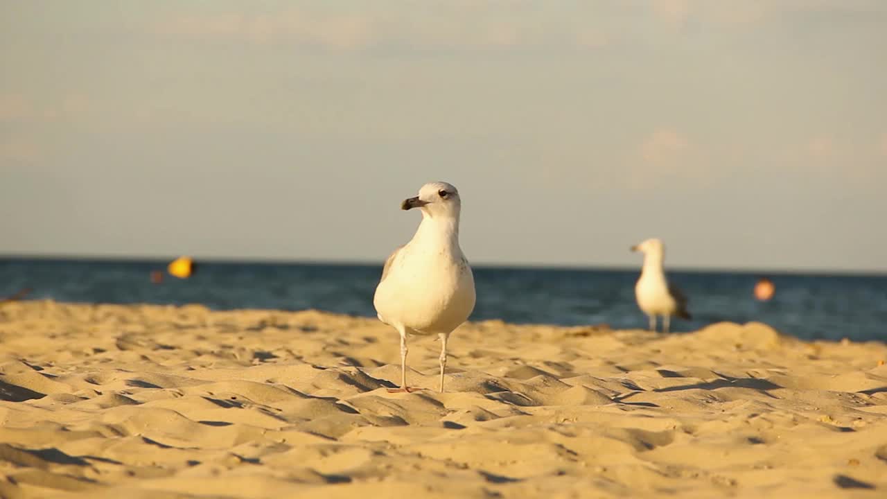 海鸥。Larus argentatus。海鸥在海边。鸟视频视频素材