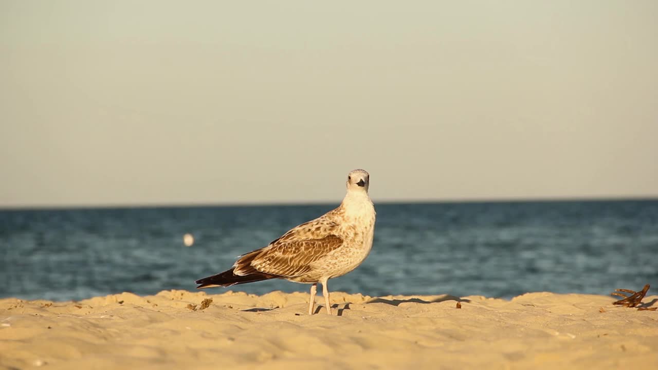 海鸥。Larus argentatus。海鸥在海边。鸟视频视频素材