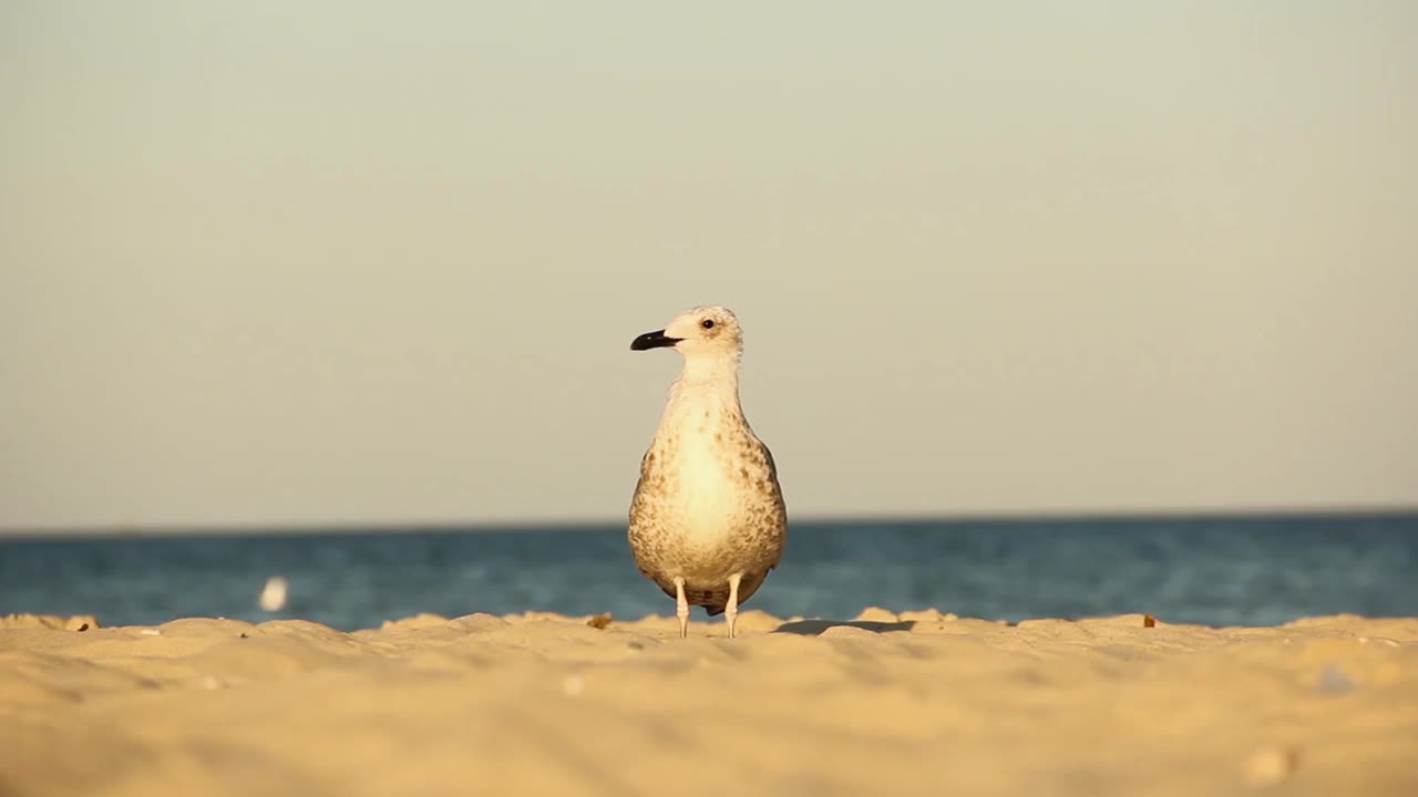 海鸥。Larus argentatus。海鸥在海边。鸟视频视频素材