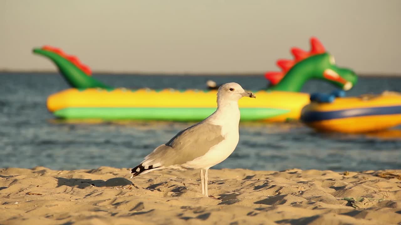 海鸥。Larus argentatus。海鸥在海边。鸟视频视频素材