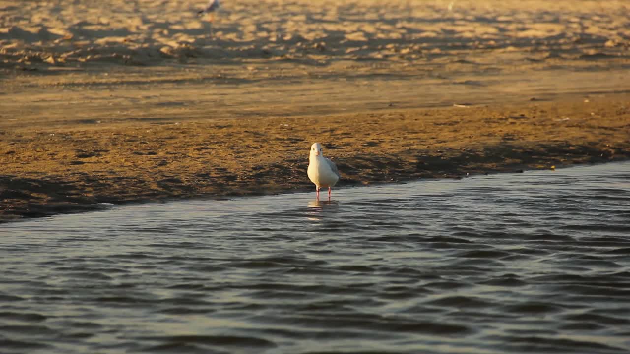 海鸥。Larus argentatus。海鸥在海边。鸟视频视频素材