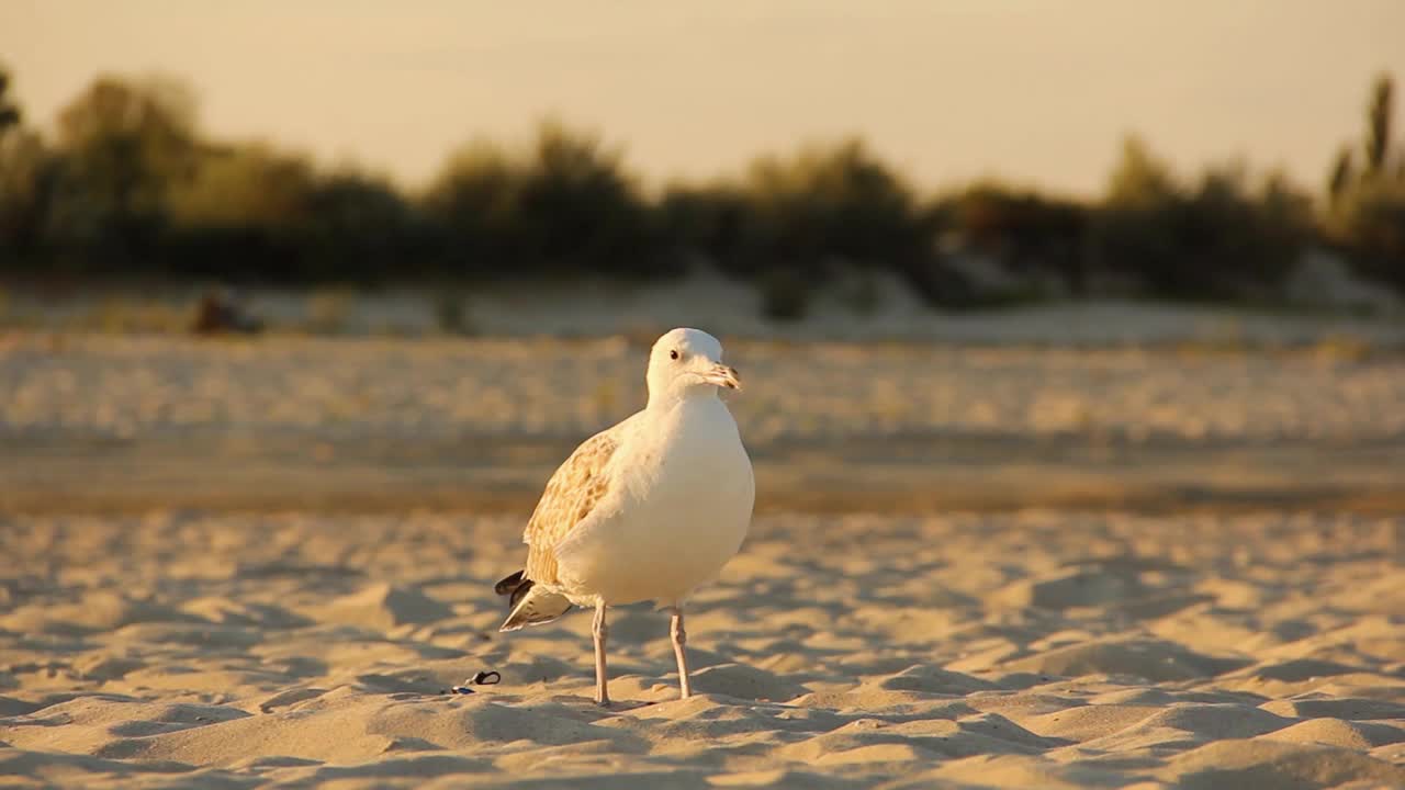 海鸥。Larus argentatus。海鸥在海边。鸟视频视频素材