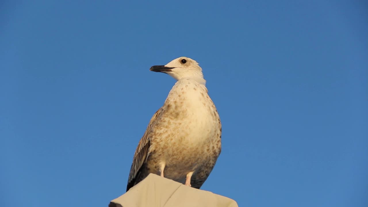 海鸥。Larus argentatus。海鸥坐在高处。鸟视频视频素材