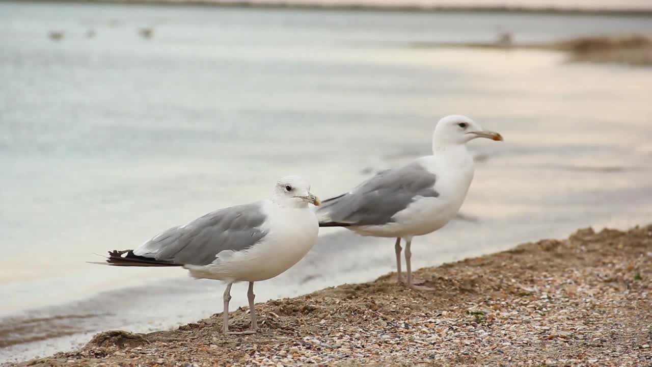 海鸥。Larus argentatus。海鸥在海边。鸟视频视频素材