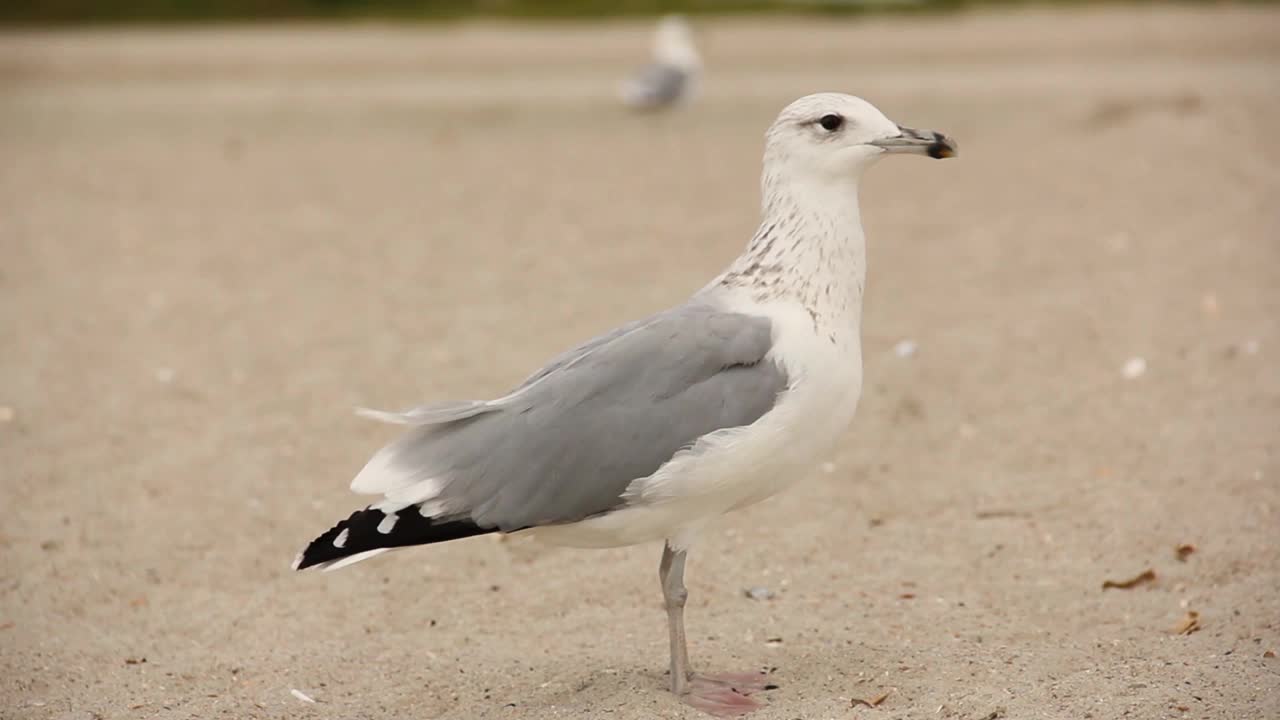 海鸥。Larus argentatus。海鸥在海边。鸟视频视频素材