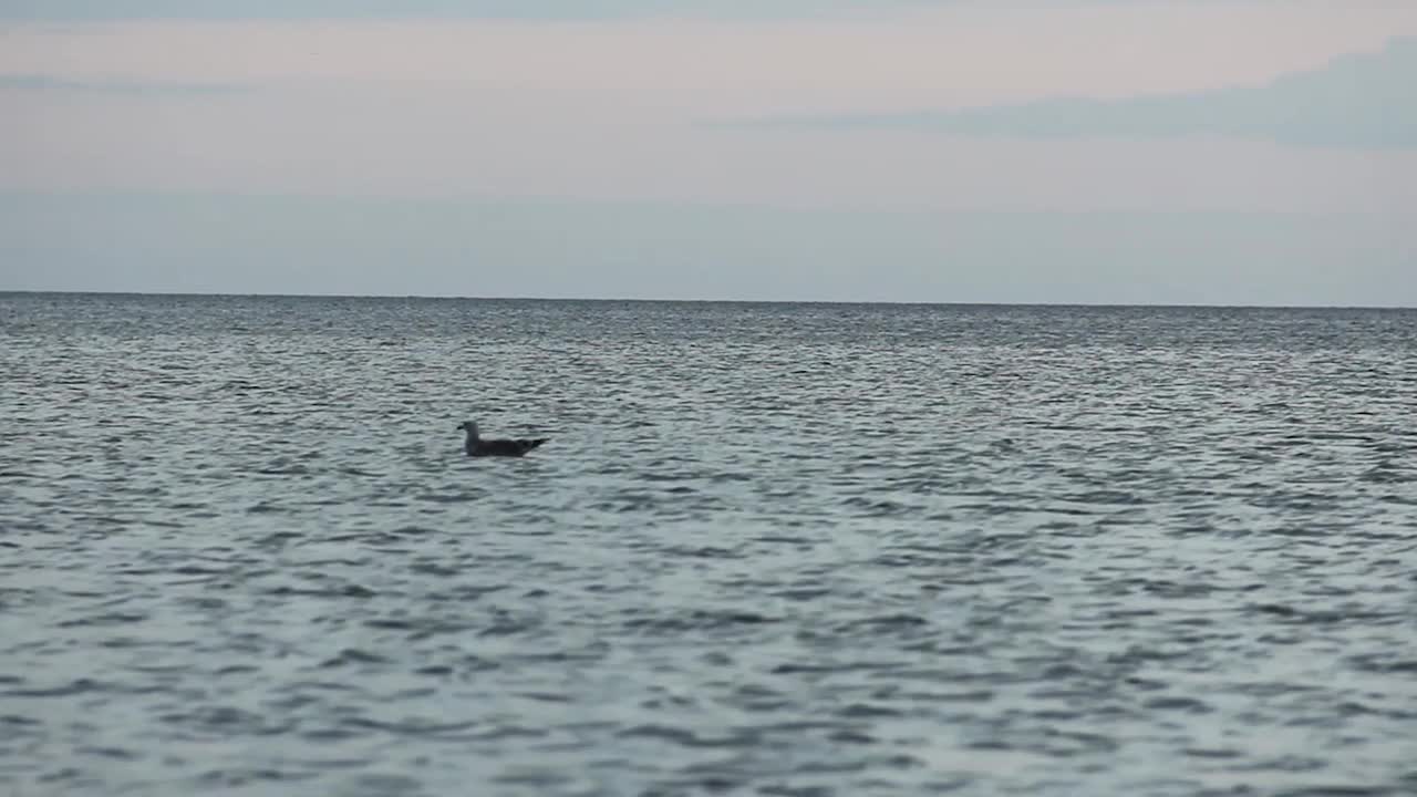 海鸥。Larus argentatus。海鸥在海里游泳。鸟视频视频素材