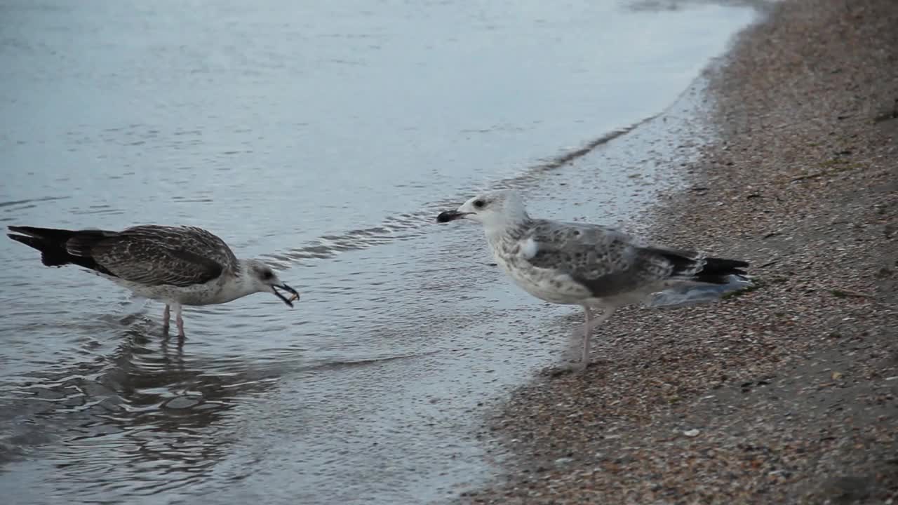 海鸥。Larus argentatus。海鸥在海边。鸟视频视频素材