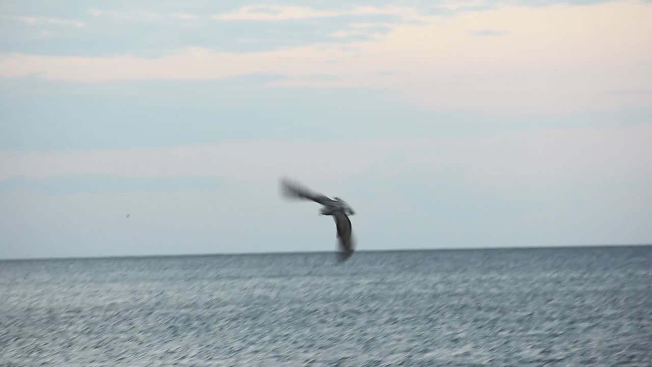 海鸥。Larus argentatus。一只海鸥在海里捕鱼。鸟视频视频素材