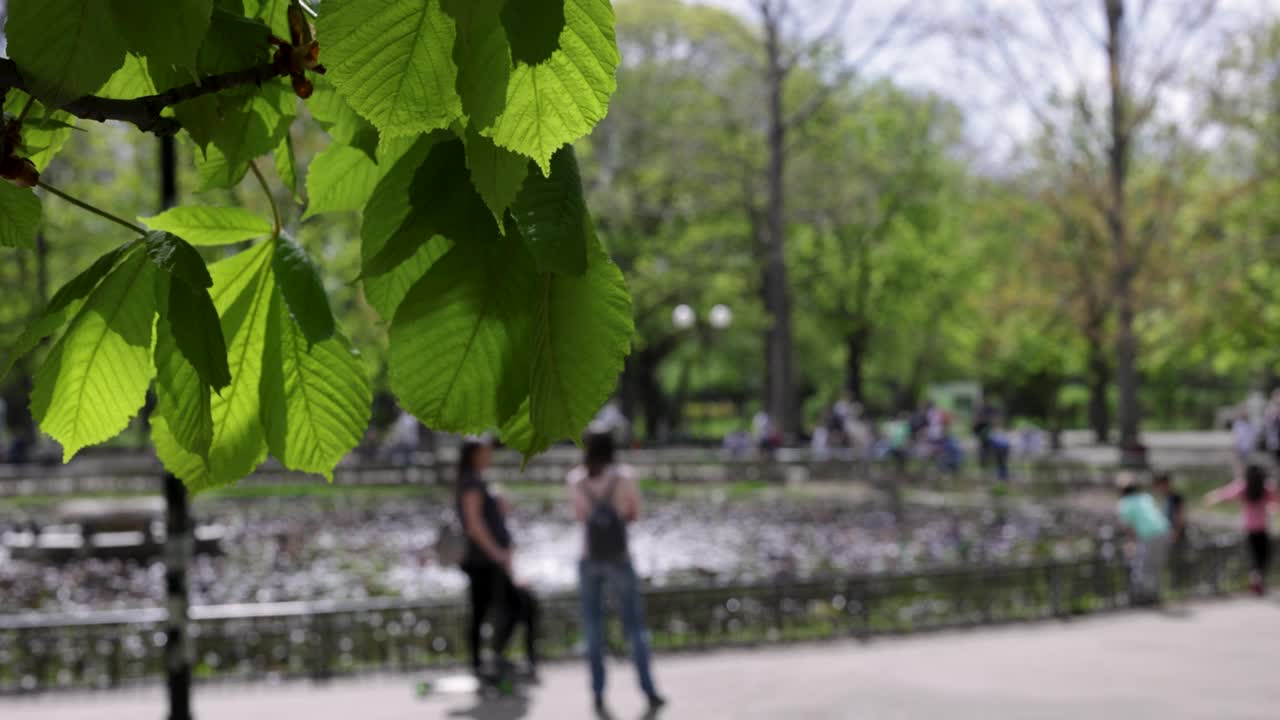 选择性聚焦视频的树叶视频素材