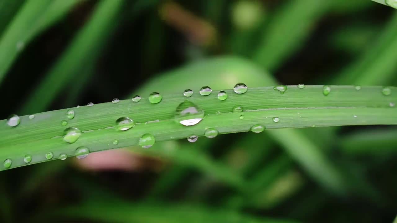 雨滴落在叶子上视频下载