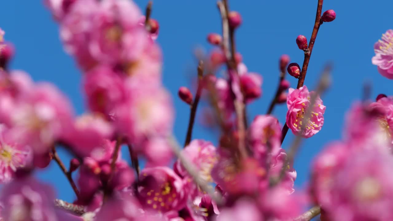 粉色的梅花。粉色的梅花盛开视频素材