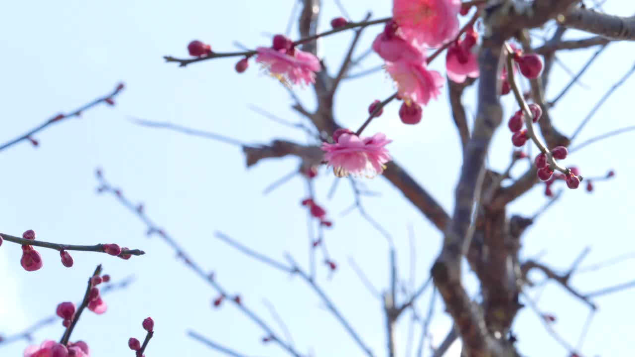 粉色的梅花。粉色的梅花盛开视频素材