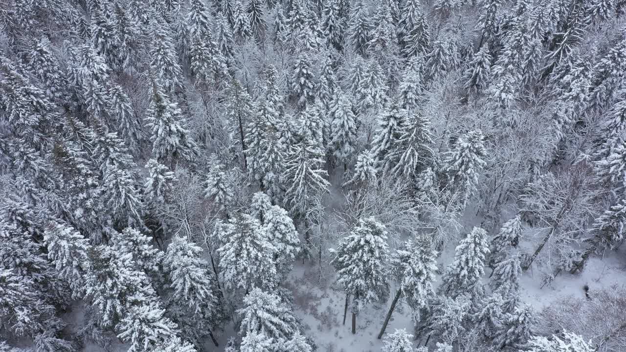 冰冻的冬天森林视频素材