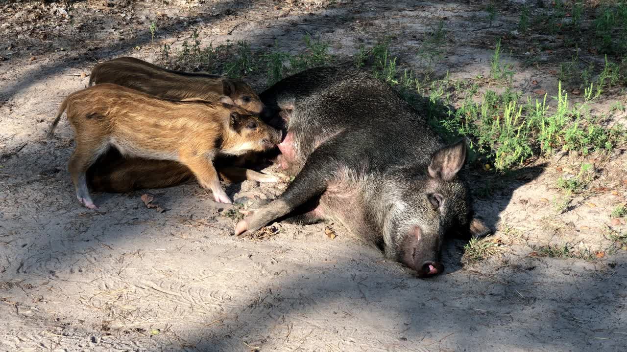 野猪宝宝攻击它们的母亲寻找食物视频下载