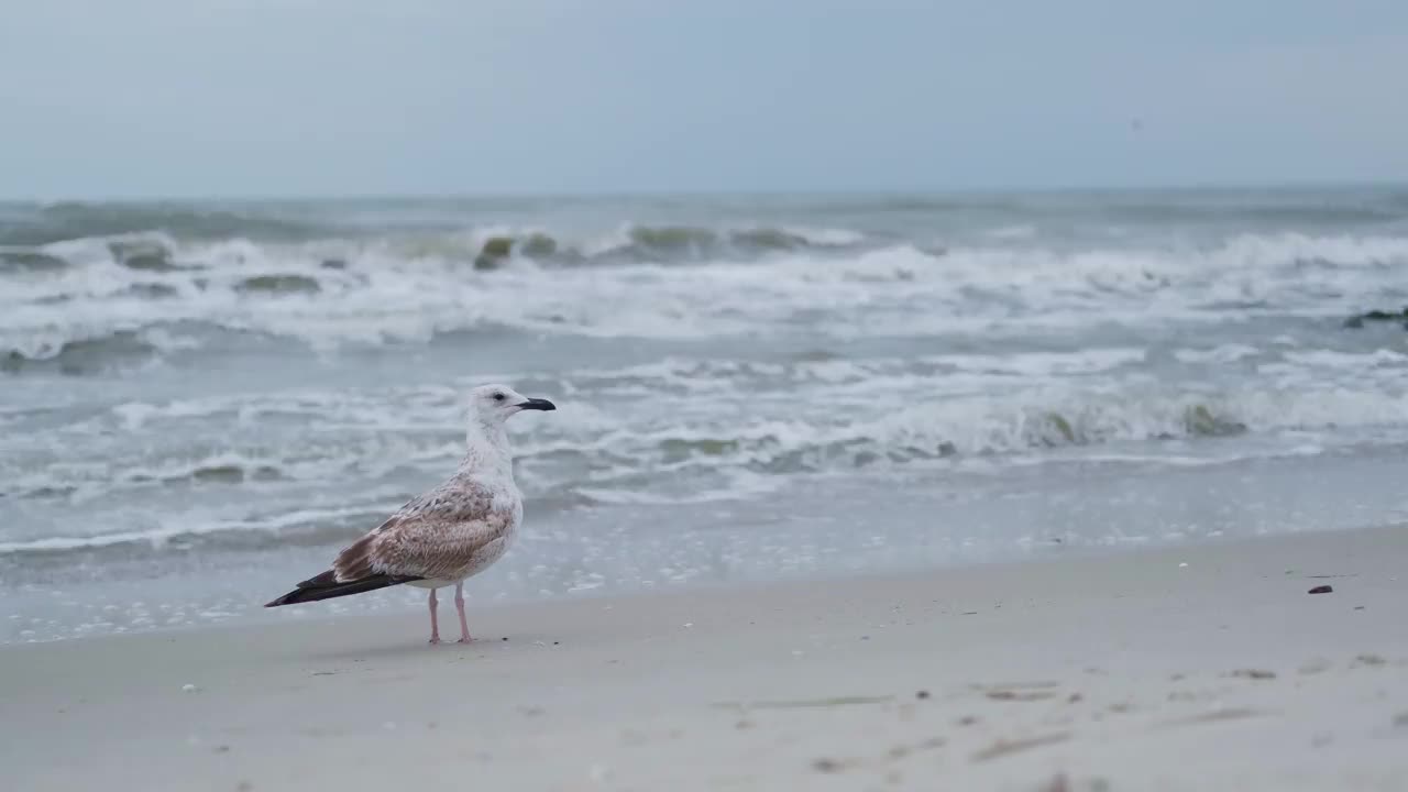 海鸥从波涛汹涌的沙滩上起飞视频素材